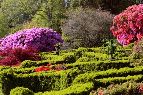 Formal garden with colorful azaleas and a boxwood maze.