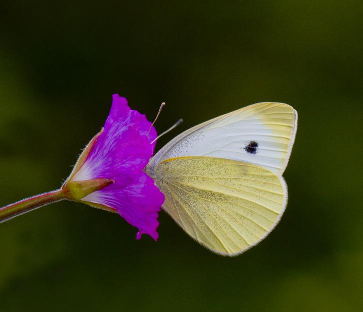 Butterfly on a purple flower.