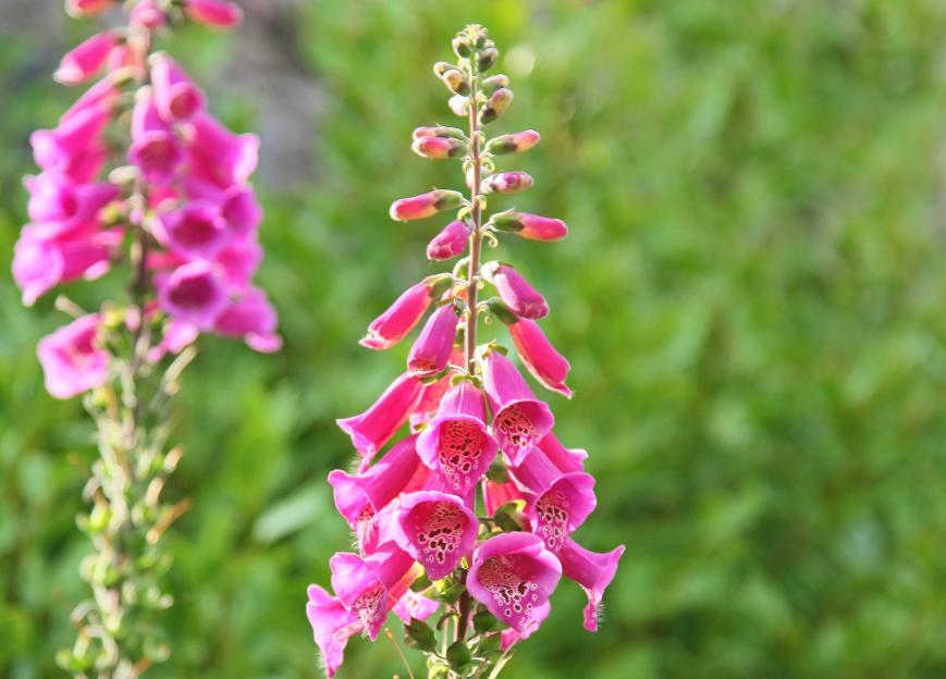 a close up of a pink flower with a green background