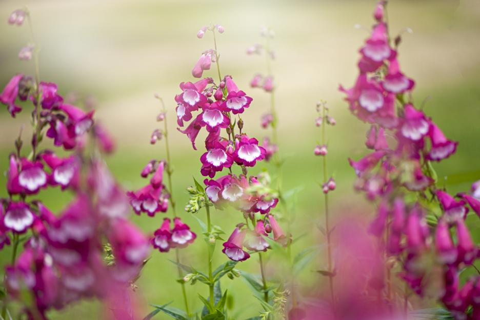 Pink penstemon flowers in bloom.
