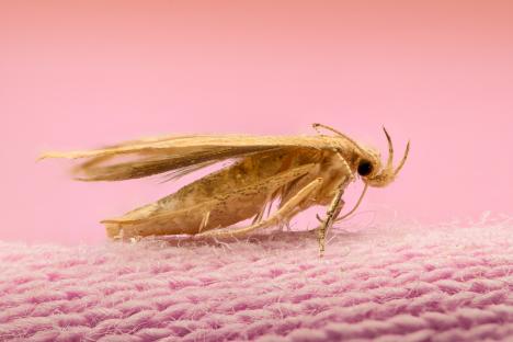 Extreme close-up of a moth on pink fabric.