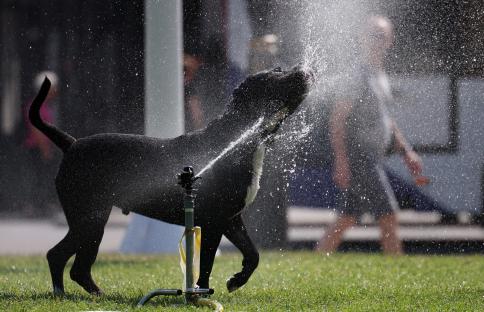 A black dog cooling off under a sprinkler in Parliament Square, London.