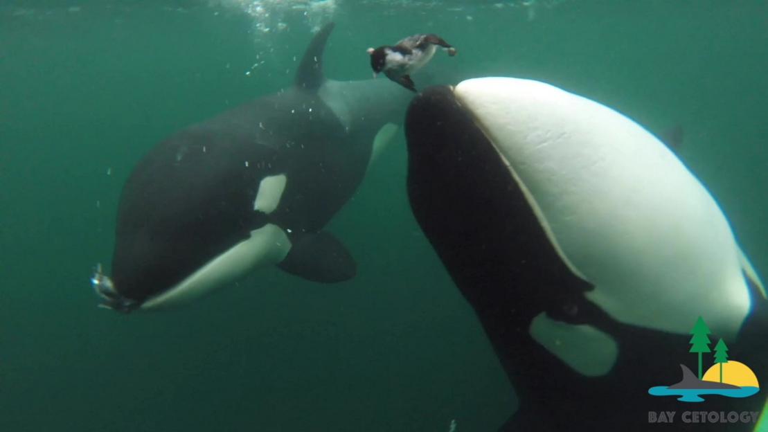 Orcas appearing to offer a seabird to a human.