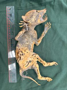Mummified creature with human-like hands, being examined by scientists.