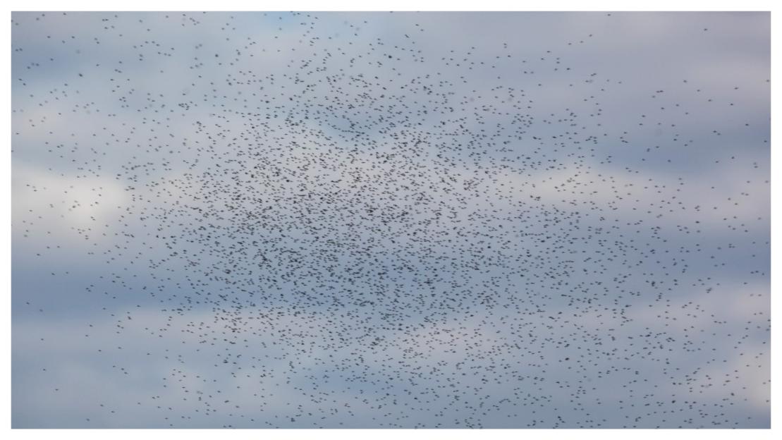 Large flock of birds in flight.