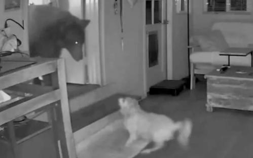 Security camera footage of a dog confronting a bear in a house.