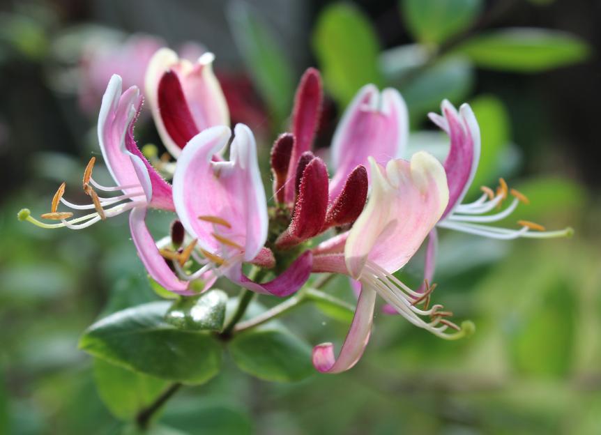 Pink and maroon Dutch honeysuckle flowers.
