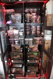 A cabinet full of terrariums containing tarantulas and other spiders.