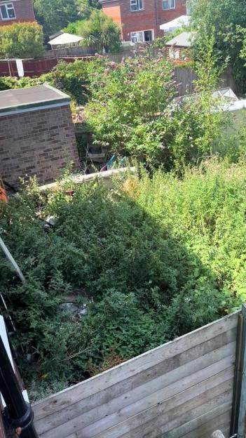 Overgrown backyard garden.
