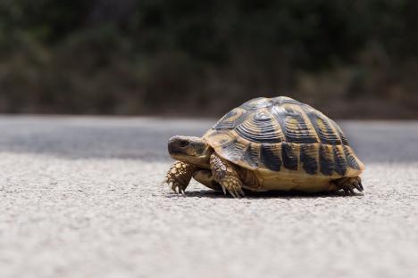 Tortoise crossing a road.