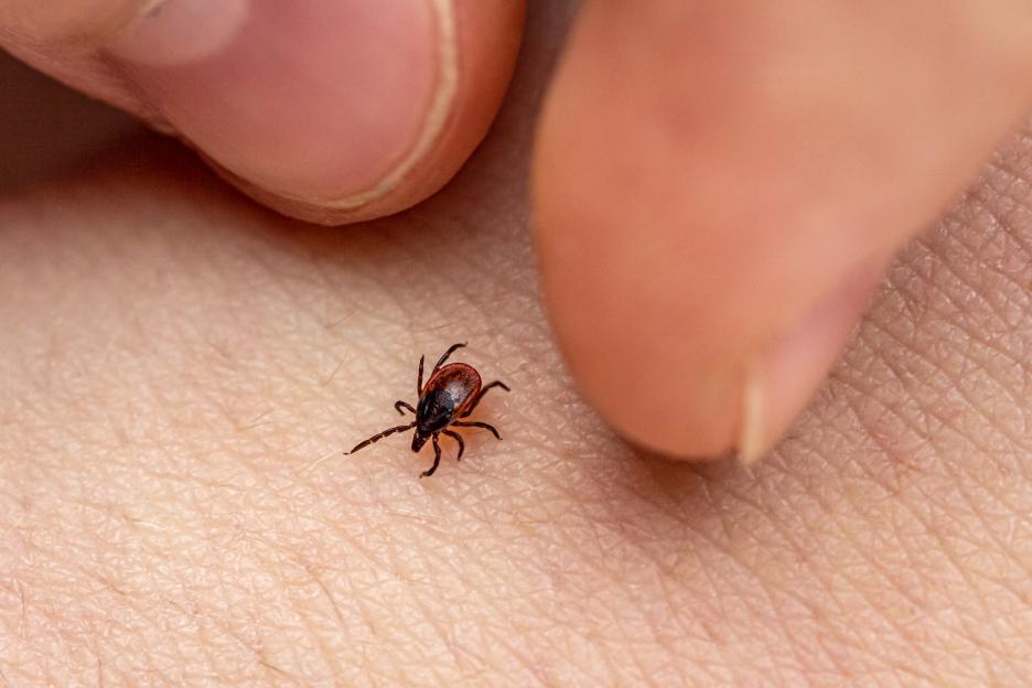 Close-up of a tick on human skin.