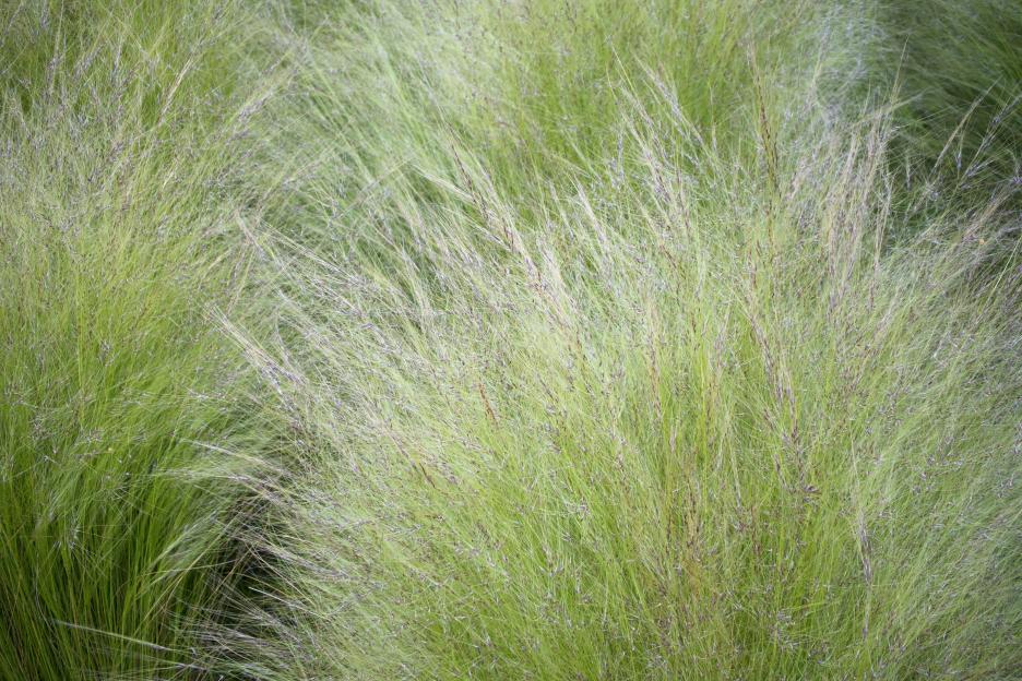 Mexican feathergrass (Stipa tenuissima).