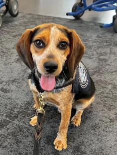 Sniffer dog wearing a vest.