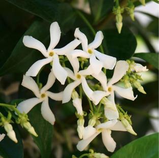 Star Jasmine flowers.