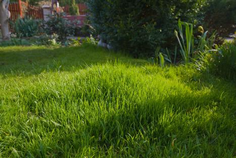 Uneven lawn grass of varying heights.
