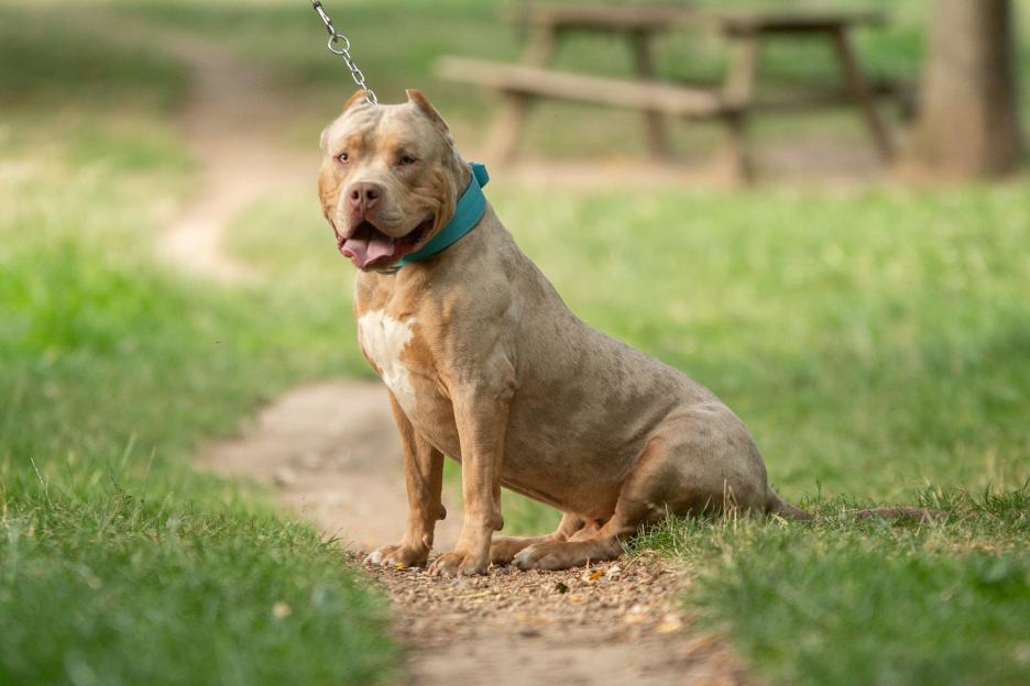 American Bully XL dog sitting outdoors on a leash.