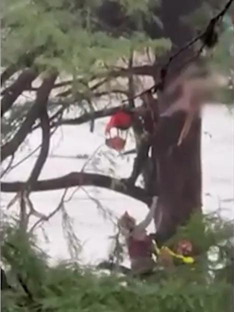 Person rescuing a monkey from a tree during a storm.
