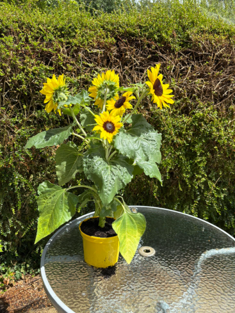 Sunflower plant in a yellow pot.