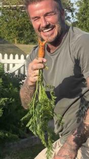 David Beckham holding a carrot in his vegetable garden.