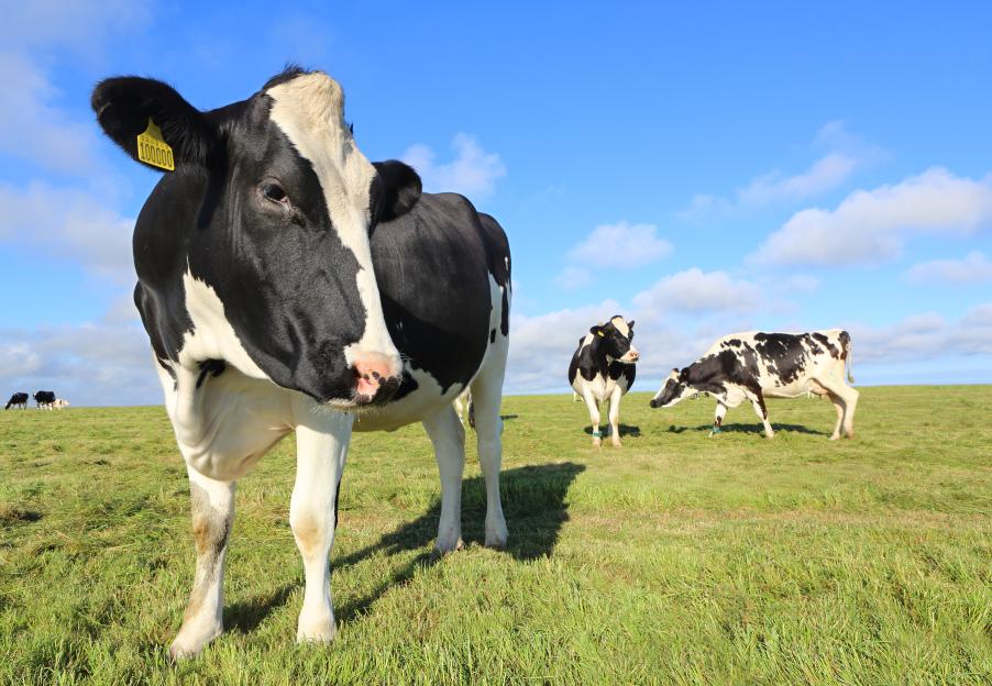 Friesian cows in a field.