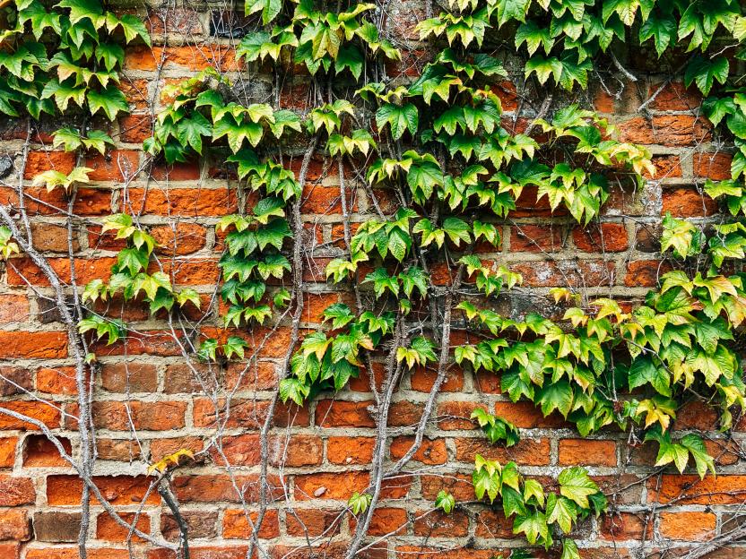 Ivy growing on a brick wall.