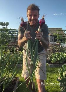 David Beckham holding two large red onions in his garden.