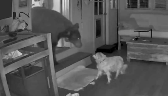 Security camera footage of a dog confronting a bear inside a home.