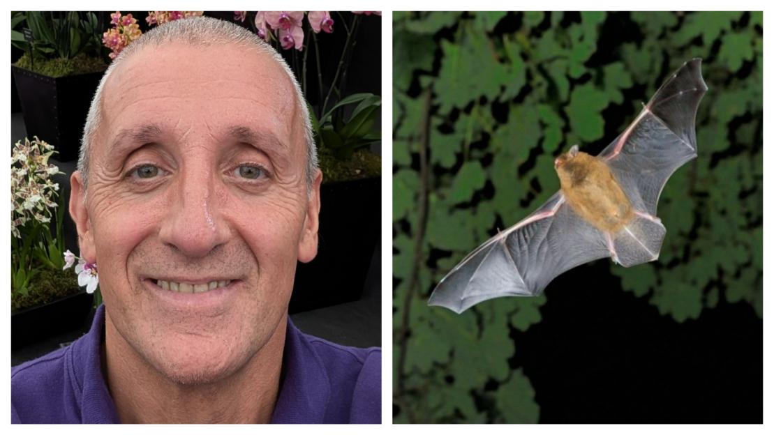Collage of a man and a bat in flight.