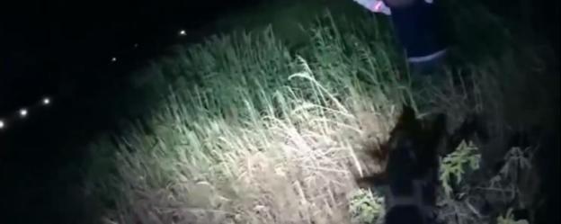 Police K9 apprehending suspect at night.