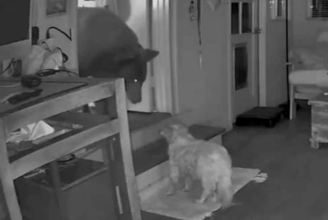 Security camera footage of a dog confronting a bear inside a home.