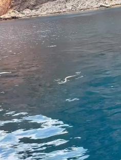 Snake swimming in the water near Ibiza.