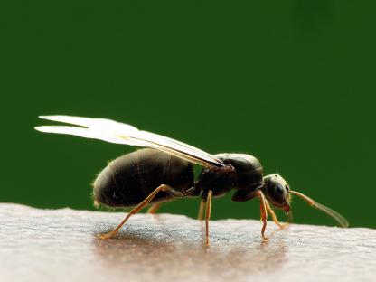 Close-up of a flying ant.