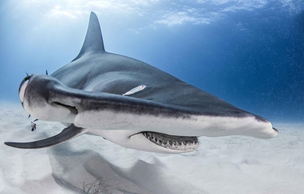 Close-up of a great hammerhead shark underwater.