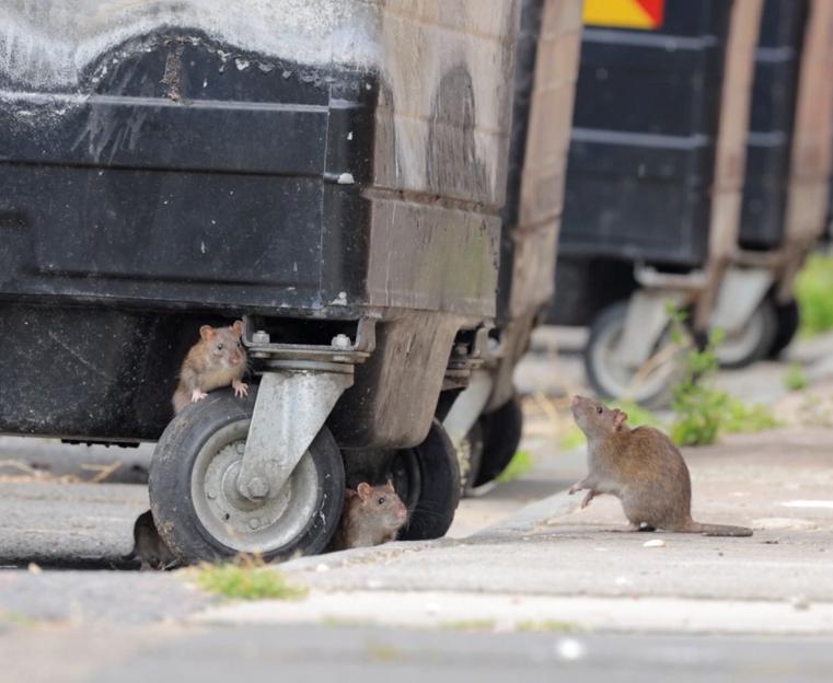 Three rats near dumpsters.