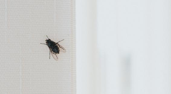 Black fly on window blind.