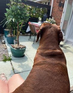 Brown dog sitting in a garden.
