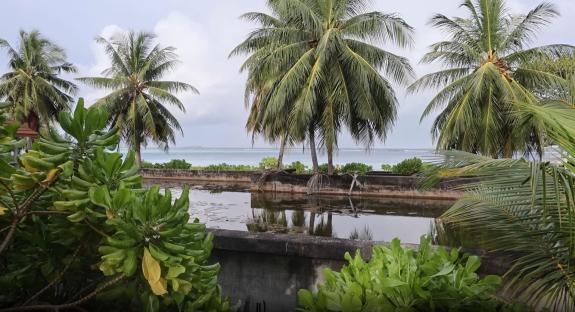 Overgrown pond at an abandoned Maldivian resort.