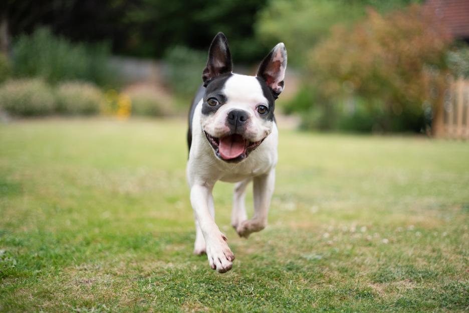 Happy Boston Terrier running in a garden.