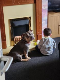 XL Bully dog and young child sitting near a fireplace.