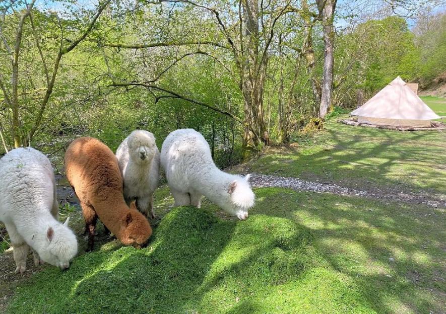 Four alpacas eating grass near a tent in a wooded area.
