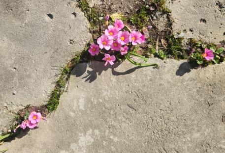 Pink wood sorrel flowers growing in cracks in a concrete pavement.