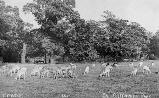 Deer grazing in Greenwich Park.