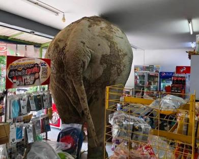 Elephant stuck in a supermarket.