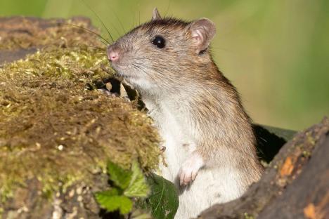 How to banish rats from your garden permanently with ‘powerful’ 50p hack – and how to tell if you have an infestation