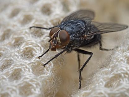 The Range’s £5 buy keeps pesky flies away while you enjoy the garden & it doubles up as a table decoration