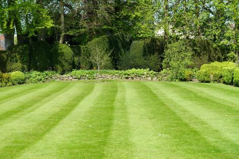 My lawn was so patchy & covered with moss – but 79p kitchen staple turned it thick and luscious just in time for spring
