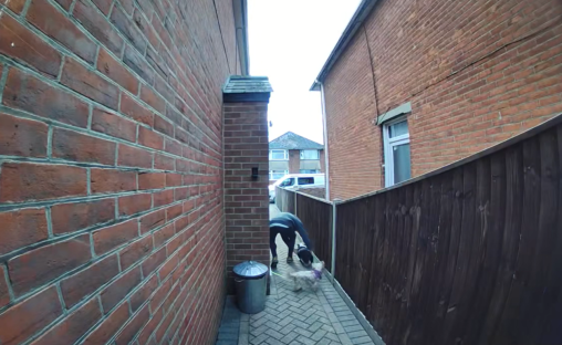 Person bending down to pet two small dogs in a brick alleyway.