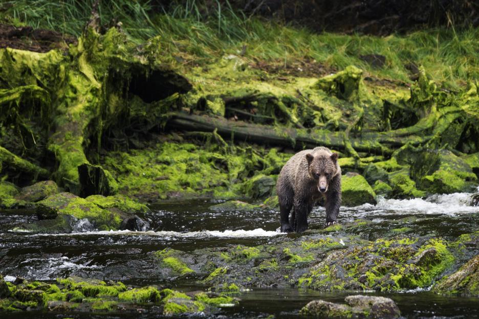 Grizzly bear fishing in a mossy rainforest stream.