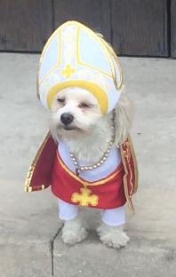 A small white dog dressed in a pope costume.