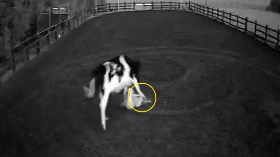 Horrifying moment huge 62st cow tramples woman & boots her in FACE with hoof leaving her bloodied and needing surgery